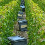 grape-harvest-gde42998ba_1920