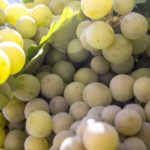 grapes-g386276759_1920